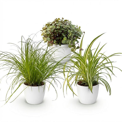 Kamerplant - Mix van 3 Huisdiervriendelijke Planten - Pot Ø 12cm Hoogte ↕ 20cm