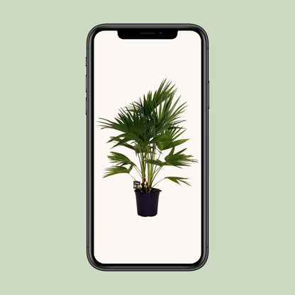 Kamerplant - Livistona Chinensis - Pot Ø 24cm Hoogte ↕ 100cm