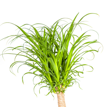 Kamerplant - Beaucarnea Recurvata Stam - XL - Pot Ø 27cm Hoogte ↕ 110-130cm