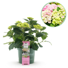 Buitenplant - Hydrangea Magical Jewel Pink - Bloeiend - Pot Ø 23cm Hoogte ↕ 55cm