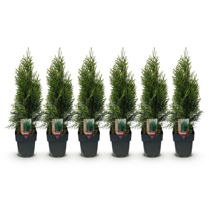 Buitenplant 6x Thuja occidentalis Smaragd - Groenblijvend - Pot Ø 17cm Hoogte ↕ 60cm