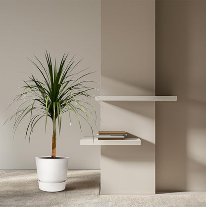 XL kamerplant - Dracaena Draco - Pot Ø 30cm Hoogte ↕ 120cm