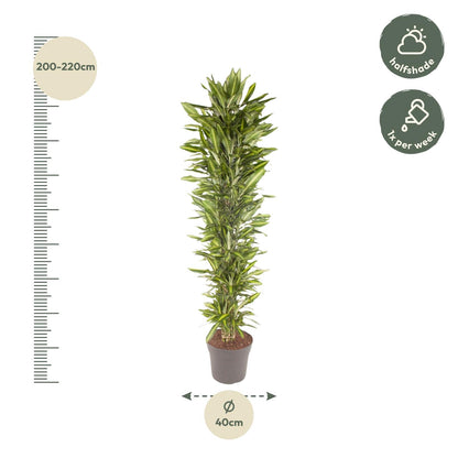 XL Kamerplant - Dracaena Cintho vertakt - Pot Ø 40cm Hoogte ↕ 210cm