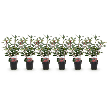 Buitenplant 6x Photinia fraseri Red Robin - Groenblijvend - Pot Ø 17cm Hoogte ↕ 50cm