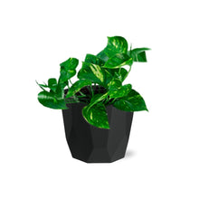 Kamerplant - Epipremnum Pinnatum 'Aureum' - Pot Ø 14cm