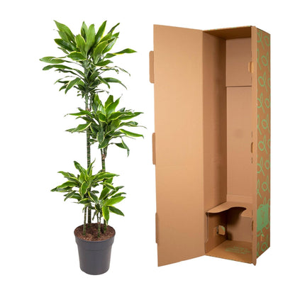 Kamerplant - Dracaena Golden Coast - Luchtzuiverend - Pot Ø 27cm Hoogte ↕ 140cm