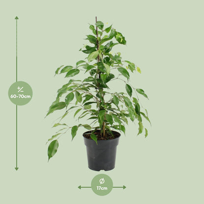 Kamerplant - Ficus Benjamina Danita - Pot Ø 17cm Hoogte ↕ 70cm
