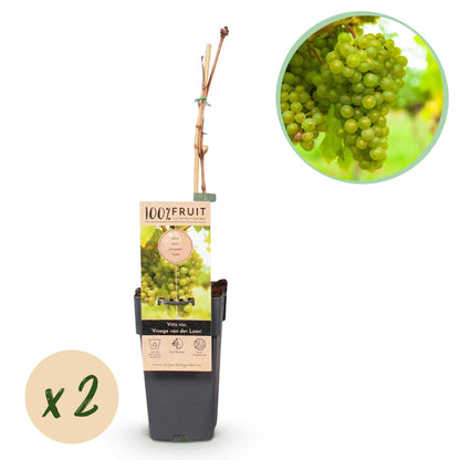 Buitenplant 2x Vitis vinifera 'Vroege van der Laan' (Witte druif) - Fruitplant - Pot Ø 15cm Hoogte ↕ 50cm