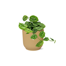Kamerplant - Scindapsus Pictus 'Argyraeus' - Pot Ø 14cm