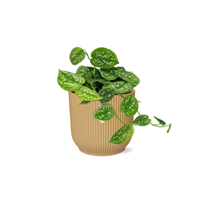 Kamerplant - Scindapsus Pictus 'Argyraeus' - Pot Ø 14cm