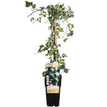 Buitenplant - Hedera helix 'Goldheart' - Pot Ø 15cm Hoogte ↕ 65cm