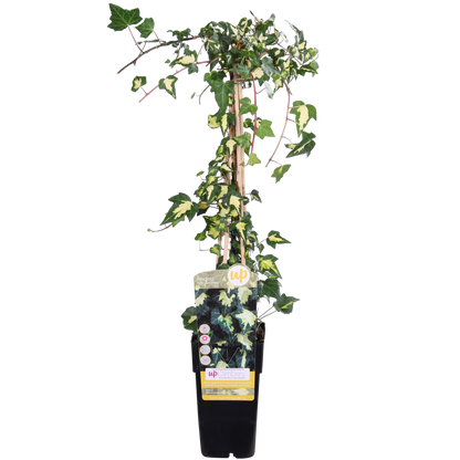 Buitenplant - Hedera helix 'Goldheart' - Pot Ø 15cm Hoogte ↕ 65cm