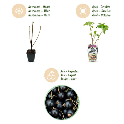 Buitenplant 3x Ribes nigrum 'Titania' - Winterhard - Pot Ø 9cm Hoogte ↕ onbekend