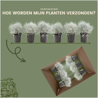 Buitenplant 6x Calocephalus - Pot Ø 10cm Hoogte ↕ 15cm