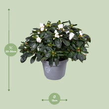Buitenplant - Azalea Witte Vogel - Bloeiend - Pot Ø 13cm Hoogte ↕ 27cm