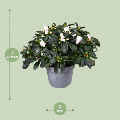Buitenplant - Azalea Witte Vogel - Bloeiend - Pot Ø 13cm Hoogte ↕ 27cm