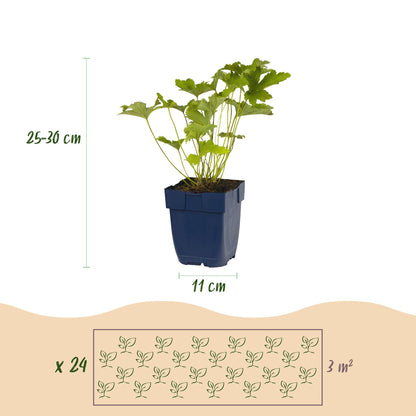 Buitenplant - Borderpakket Wit - 24 Vaste planten - 3 m2 - Pot Ø 11cm
