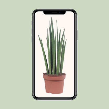 Kamerplant - Sansevieria Mikado - Pot Ø 12cm Hoogte ↕ 40cm