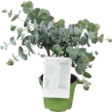 Kamerplant - Eucalyptus Gunni - Pot Ø 14cm Hoogte ↕ 35cm