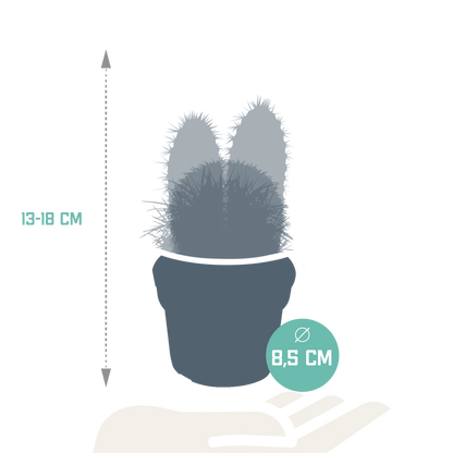 Kamerplant 3x Cactus mix - Zonder pot - Pot Ø 8.5cm