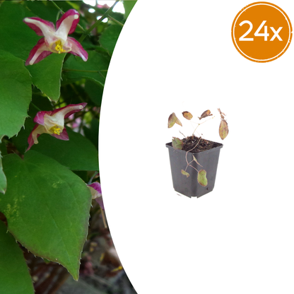 Buitenplant 24x Epimedium rubrum - Pot Ø 9cm Hoogte ↕ 10-25cm