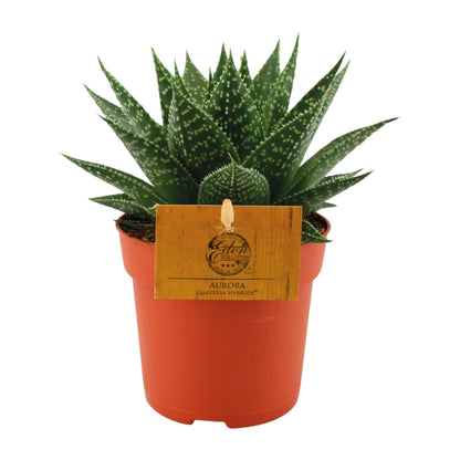 Kamerplant - Gasteria Hybride Aurora - Pot Ø 11cm Hoogte ↕ 15cm