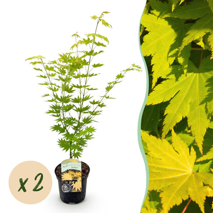 Buitenplant 2x Acer palmatum 'Jordan' - Japanse Esdoorn Geel - Pot Ø 19cm Hoogte ↕ 70cm