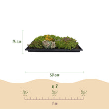 Buitenplant 4x Sedum mat - Bodembedekker Winterhard - 10 Soorten - Lengte 50cm Breedte 30cm