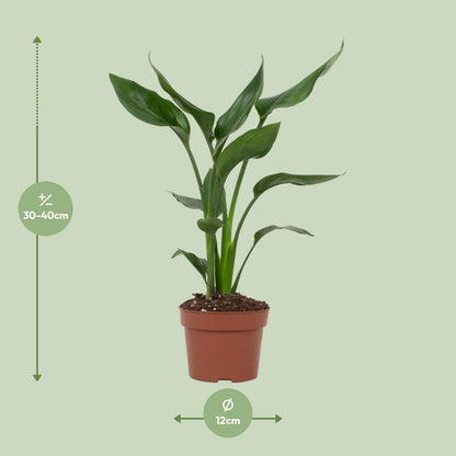 Kamerplant - Strelitzia Reginae - Pot Ø 12cm Hoogte ↕ 35cm
