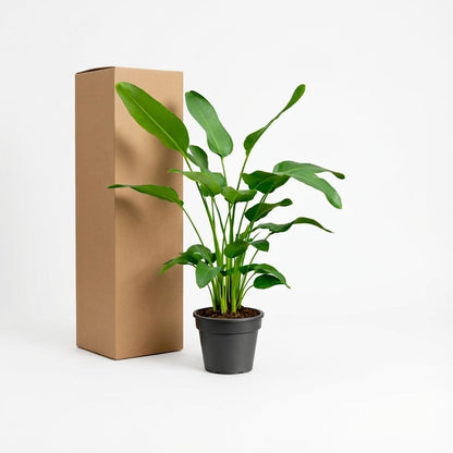 Kamerplant - Strelitzia Nicolai - Hoogte ↕ 35-250cm