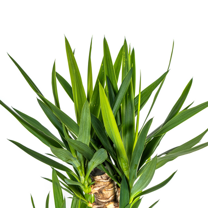 XL kamerplant - Yucca Elephantipes - Pot Ø 24cm Hoogte ↕ 120-140cm