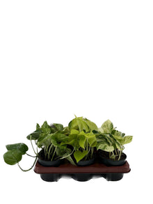 Kamerplant 6x Epipremnum Mix - Pot Ø 12cm Hoogte ↕ 15cm