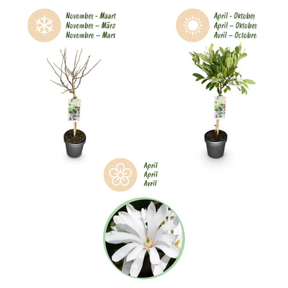 Buitenplant - Magnolia stellata op Stam - Winterhard - Pot Ø 19cm Hoogte ↕ 90cm