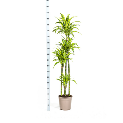 XL kamerplant - Dracaena Deremensis Lemon Lime - Pot Ø 27cm Hoogte ↕ 170-190cm