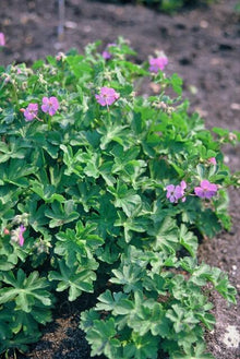 Buitenplant 60x Geranium cant. 'Cambridge' - Bloeiend - Pot Ø 9cm Hoogte ↕ 10-25cm