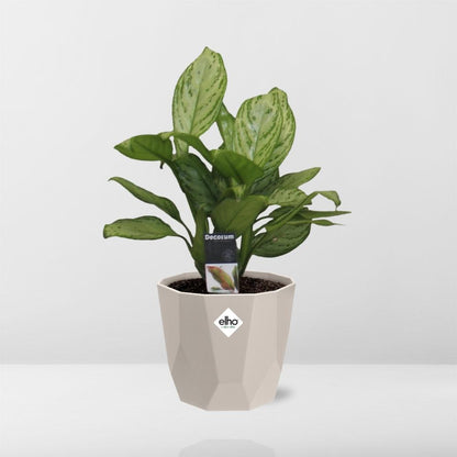 Kamerplant - Aglaonema Christina - Inclusief sierpot - Pot Ø 14cm