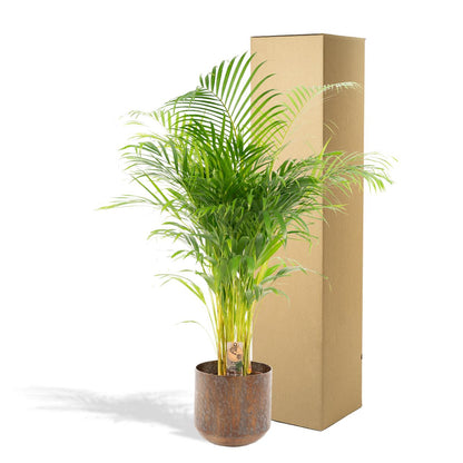 XL kamerplant - Areca Palm - Pot Ø 24cm Hoogte ↕ 130cm