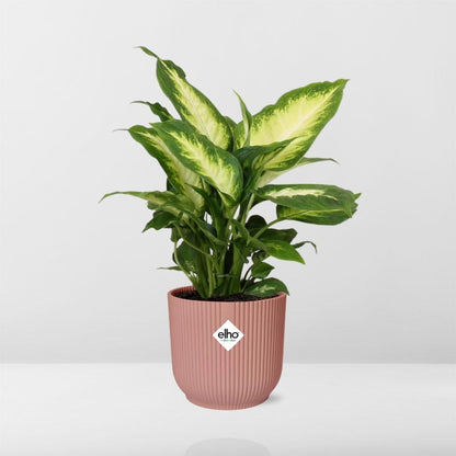 Kamerplant - Dieffenbachia 'Camilla' - Pot Ø 14cm