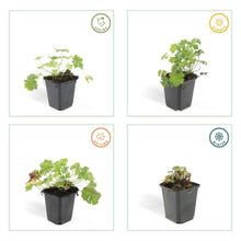 Buitenplant 6x Geranium cant. 'Biokovo' - Bloeiend - Pot Ø 9cm Hoogte ↕ 10-25cm