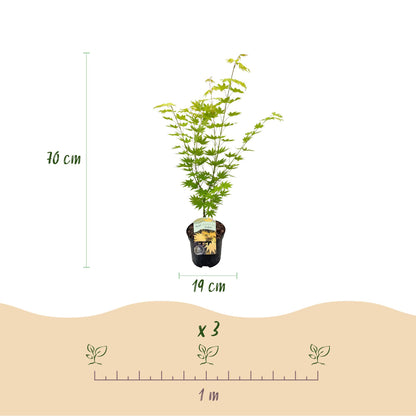Buitenplant - Acer palmatum Jordan - Winterhard - Pot Ø 19cm Hoogte ↕ 70cm