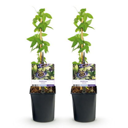Buitenplant 2x Passiflora caerulea - Bloeiend - Pot Ø 11cm Hoogte ↕ 40cm