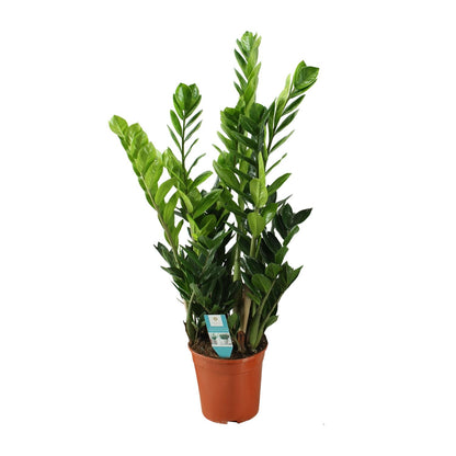 Kamerplant - Zamioculcas - Pot Ø 21cm Hoogte ↕ 75cm