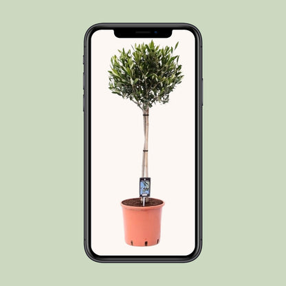 Buitenplant Olijfboom Olea - Mediterraan, Decoratief - Pot Ø 22cm Hoogte ↕ 100cm