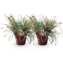 Buitenplant 2x Carex oshimensis 'Everest' - Bladhoudend - Pot Ø 17cm Hoogte ↕ 50cm