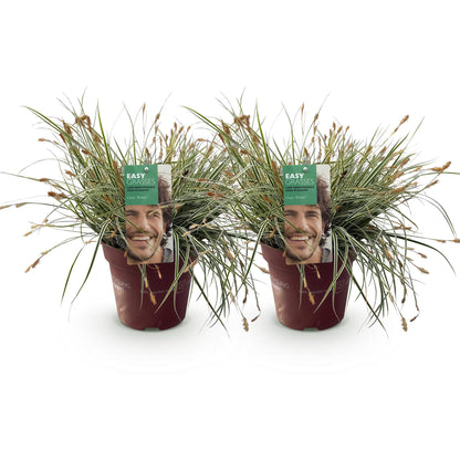 Buitenplant 2x Carex oshimensis 'Everest' - Bladhoudend - Pot Ø 17cm Hoogte ↕ 50cm