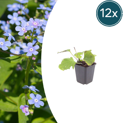 Buitenplant 12x Brunnera macrophylla - Bloeiend - Pot Ø 9cm Hoogte ↕ 10-25cm