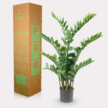 XL kunstplant - Zamioculcas Kamerpalm - Hoogte ↕ 110cm