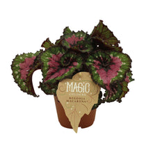 Kamerplant - Begonia Rex Macarena - Pot Ø 12cm Hoogte ↕ 25cm