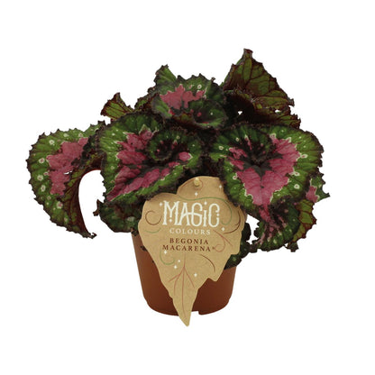 Kamerplant - Begonia Rex Macarena - Pot Ø 12cm Hoogte ↕ 25cm
