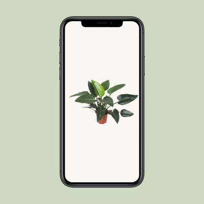 Kamerplant - Philodendron Congo Green - Pot Ø 27cm Hoogte ↕ 90cm